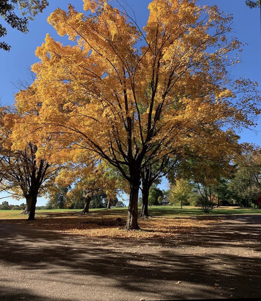 Tree with yellow leaves in a local park during the autumn season